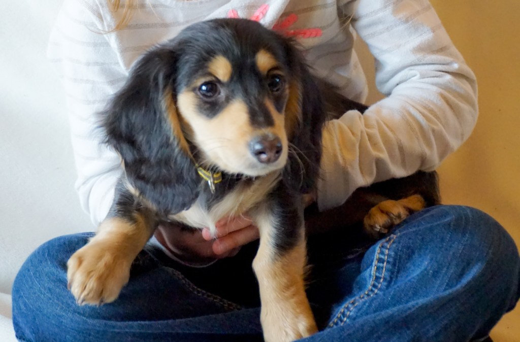 Lady Anwen at 10 weeks